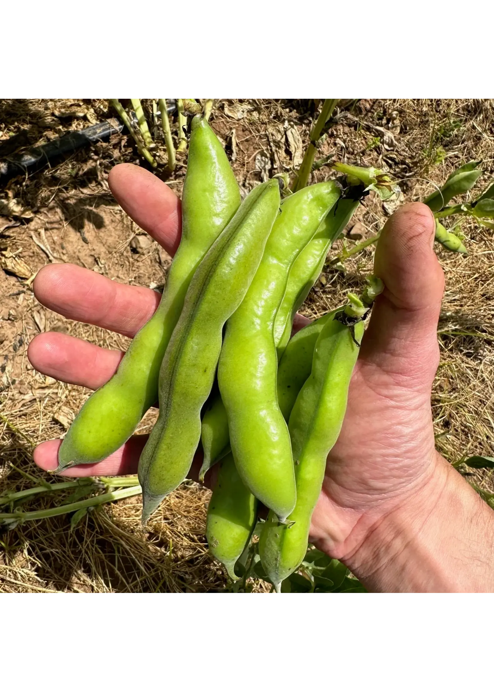 Plant Good Seed Company Bean Fava Broad Windsor Organic