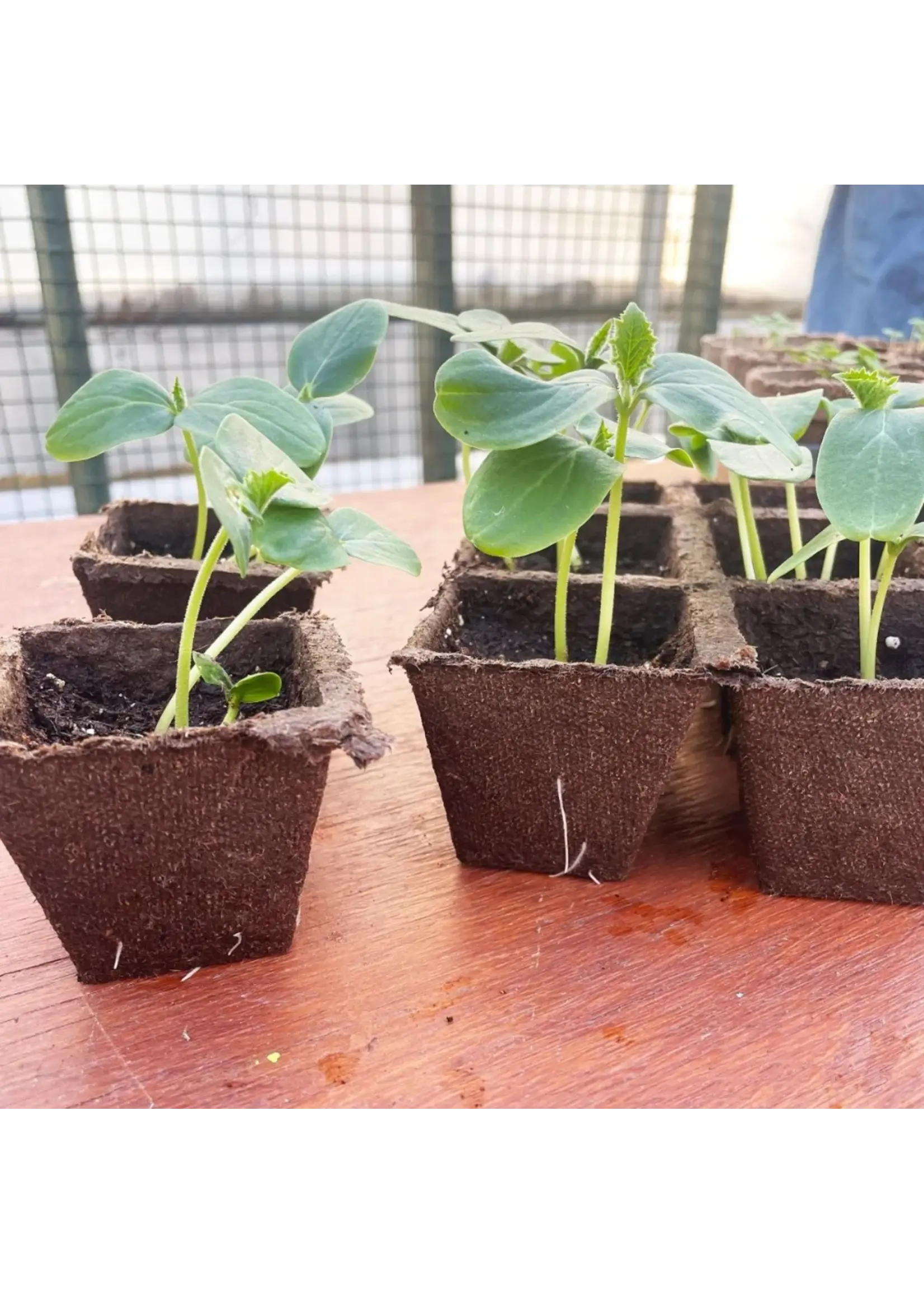 Jiffy Jiffy 1.75 in Peat Strips 5 Strips of 10 Pots
