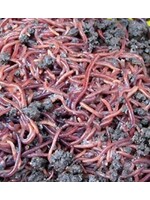 The Worm Farm Red Wiggler Composting Worms