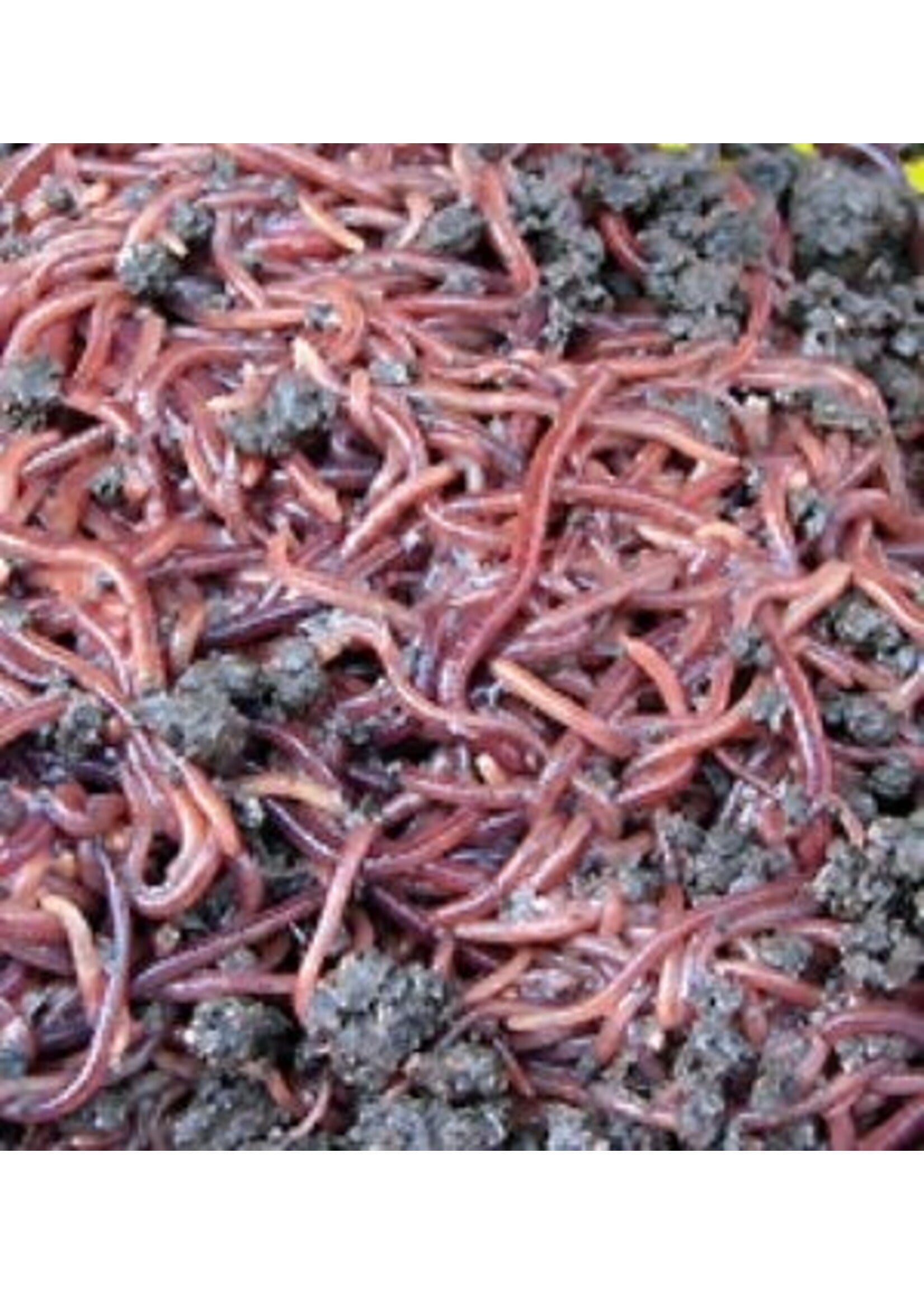 The Worm Farm Red Wiggler Composting Worms