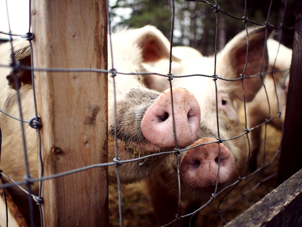 pigs on a farm