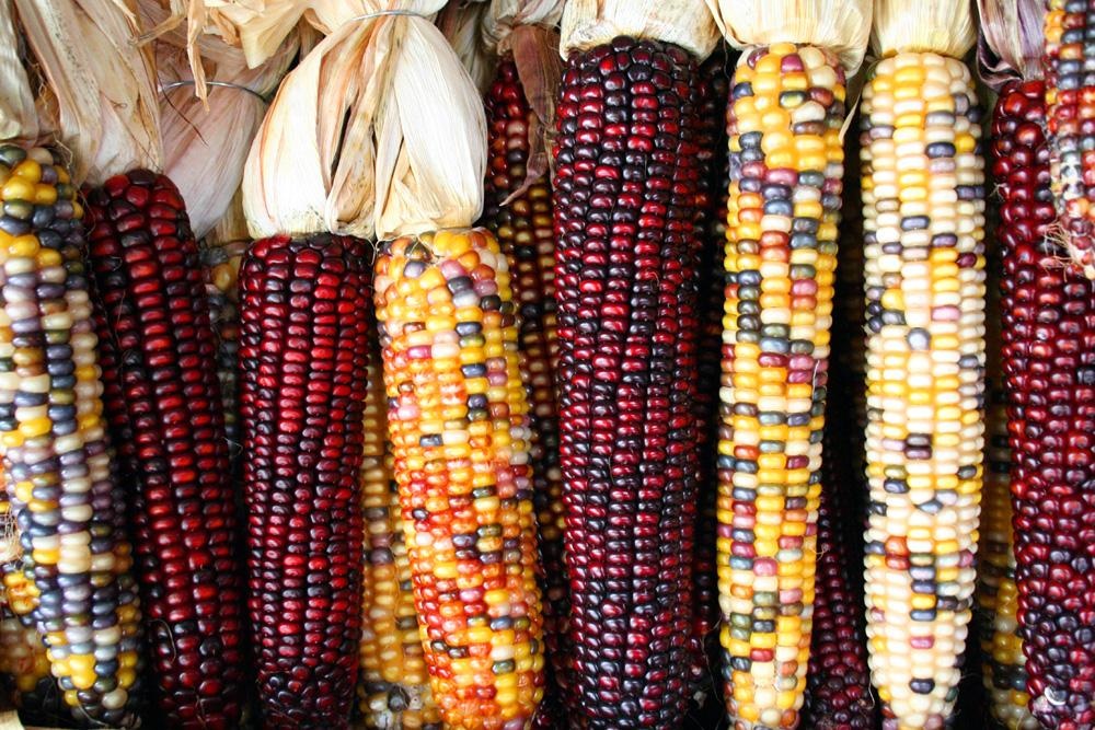 Corn Varietals for American Whiskey