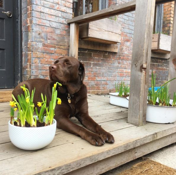 Daffodil Bombs Away!