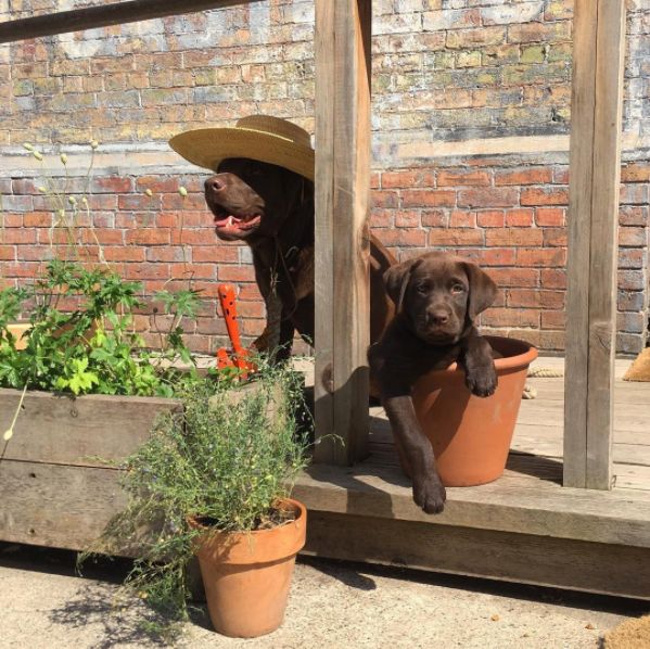 Garden(ing) Party!