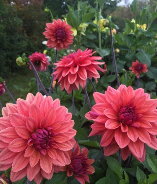 Dahlia CSA Shares
