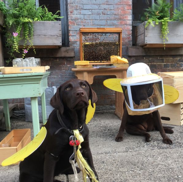 Honey Bee Party!