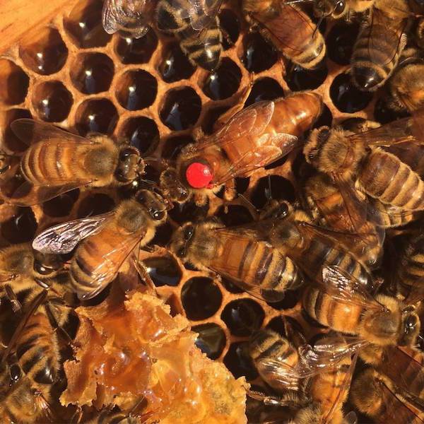 Bee sweet + support your friends