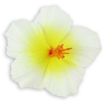 Natural Small Hibiscus Clip