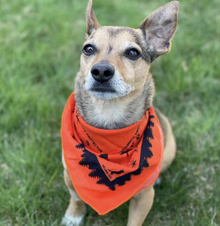 Ben's Dog Bandana with Insect Sheild