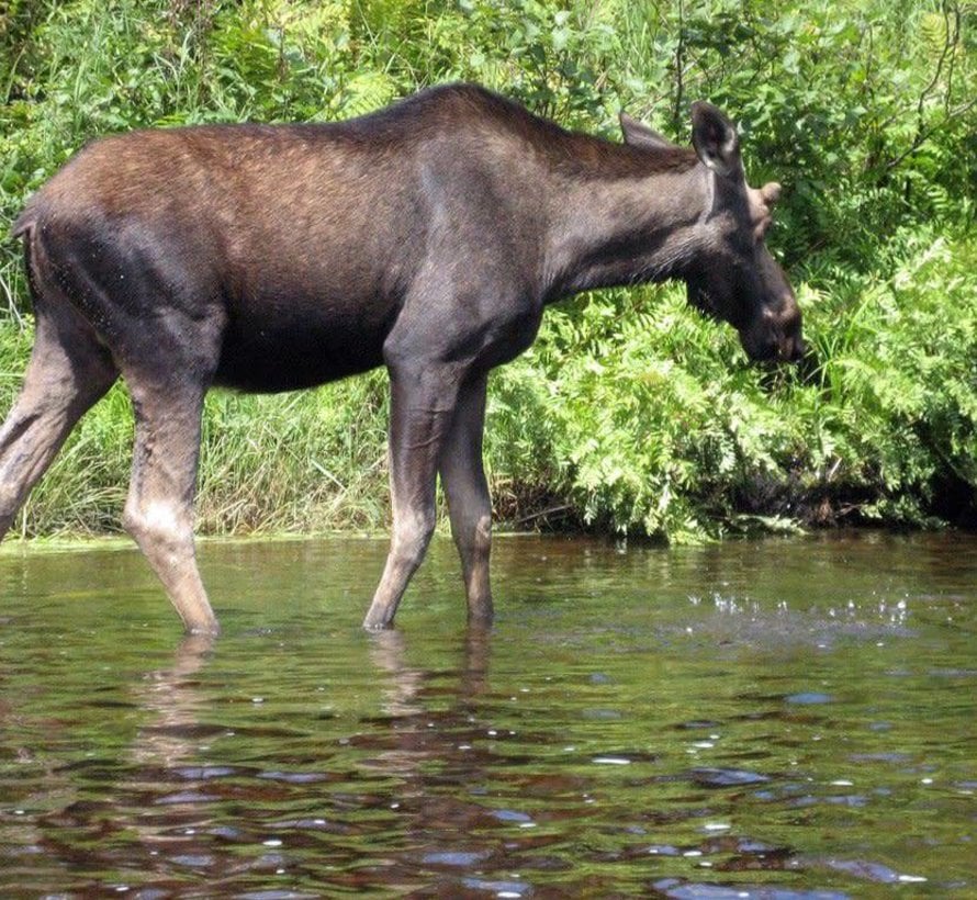 Katahdin Baxter State Park Waterproof Trail Map