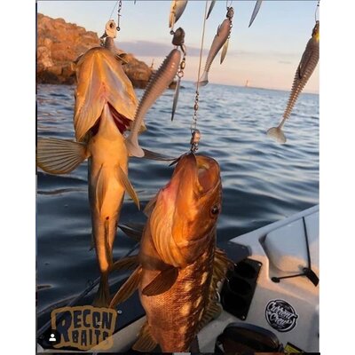 Coolbaits Lure Co Coolbaits A-Rig  5 Umbrella Rig Silver Blades