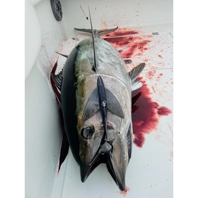 California Flyer California Flyer Delta Flyer 270