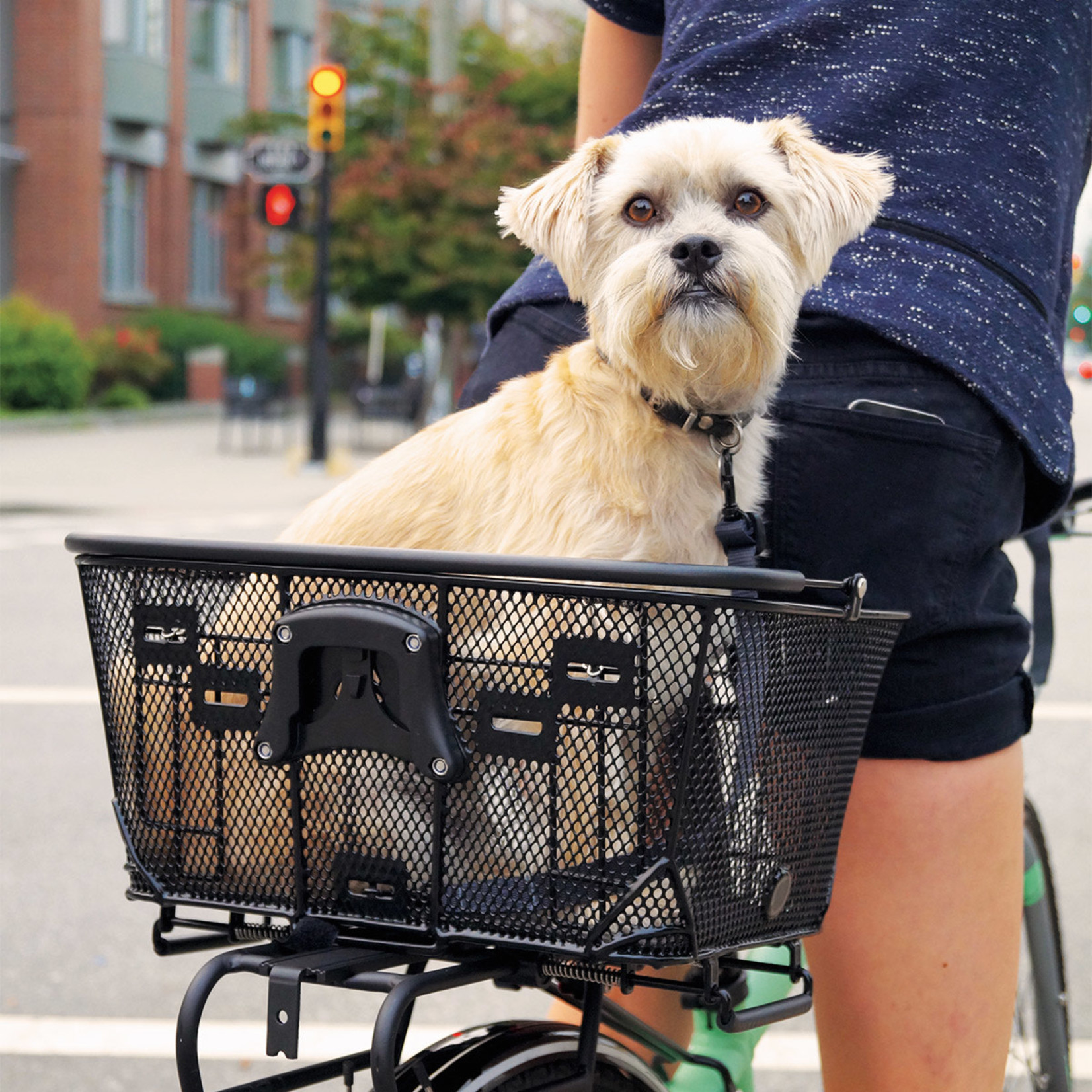 AXIOM Axiom Quick-Release Pet Basket with Rack and Handlebar Mounts - Black