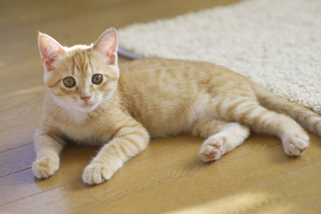 Introducing Your New Cat or Kitten To Their New Home