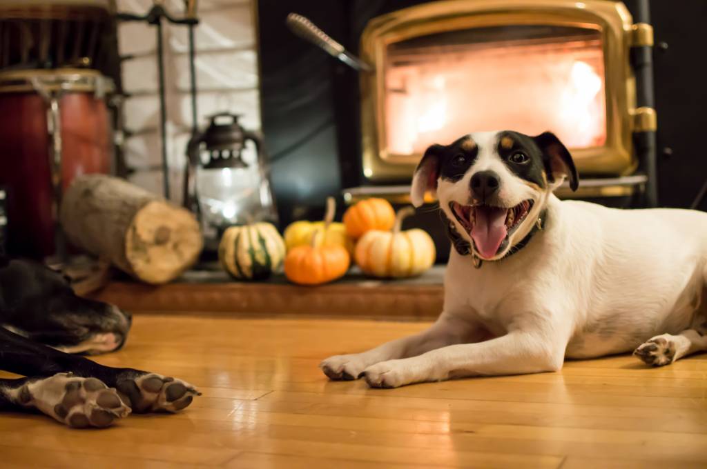 Keep Your Dogs Safe on Thanksgiving
