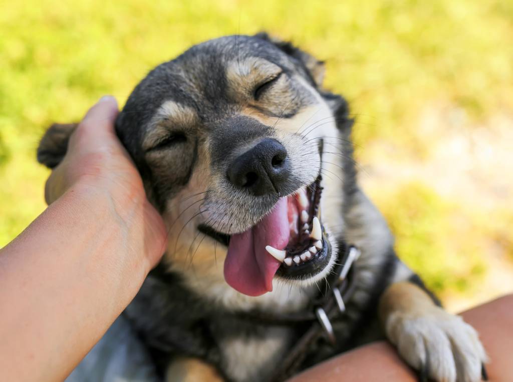 What do I need for a new dog or puppy?