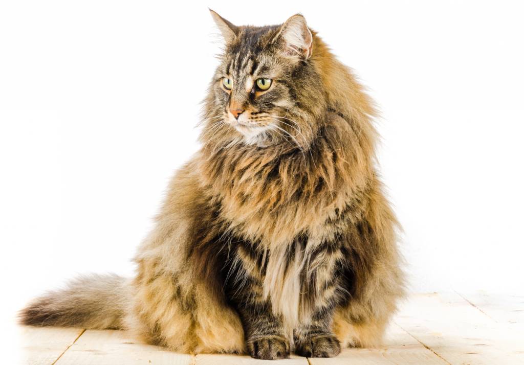 My Cat Has Hairballs – What Do I do?