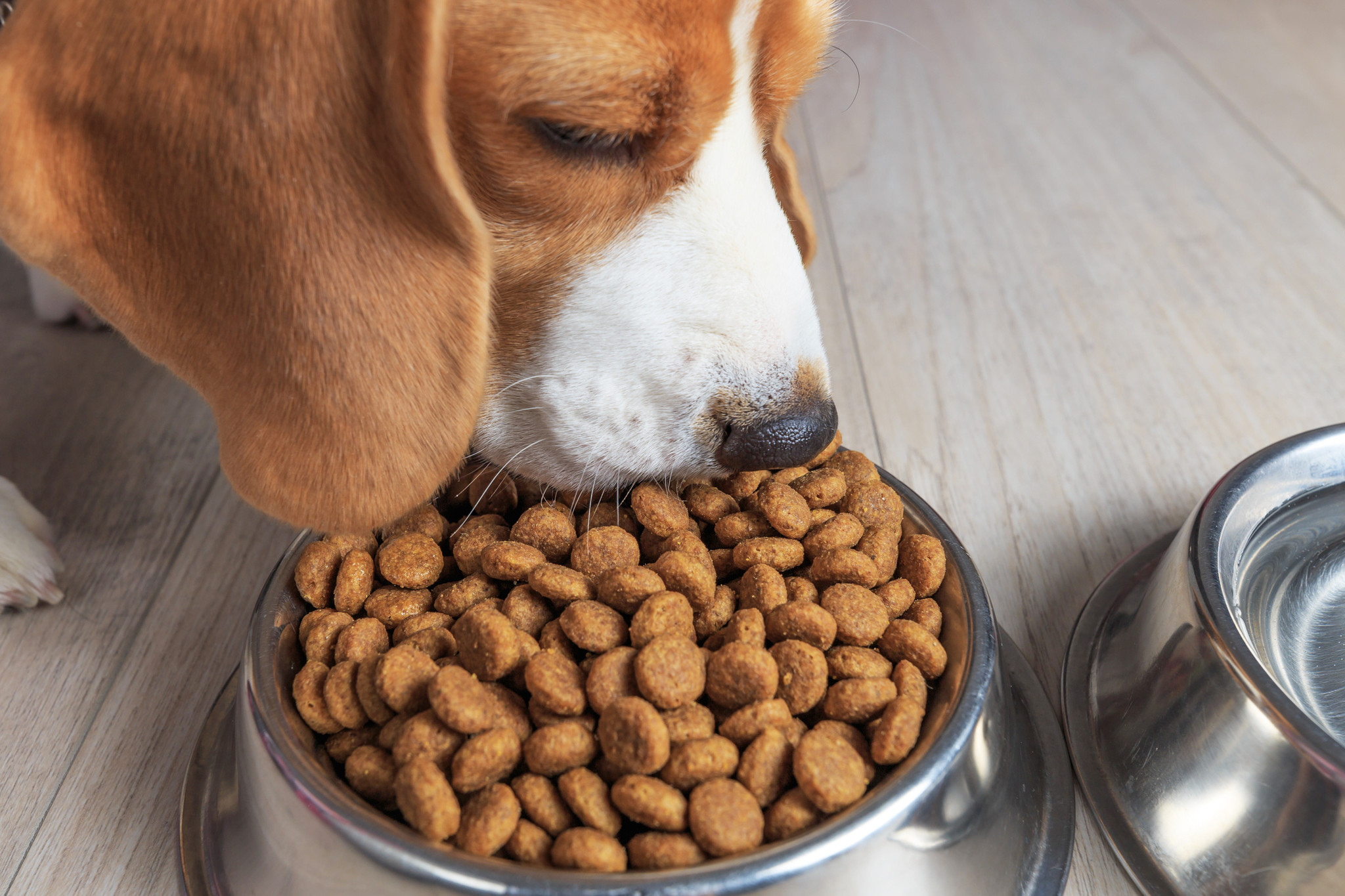 Rotational Feeding for Dogs