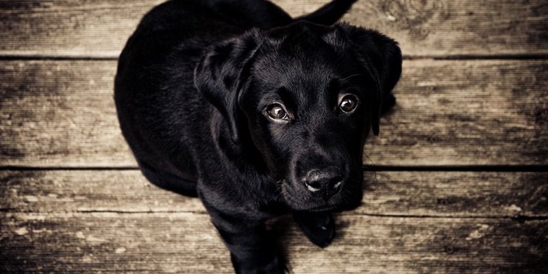 What Does My Dog See?