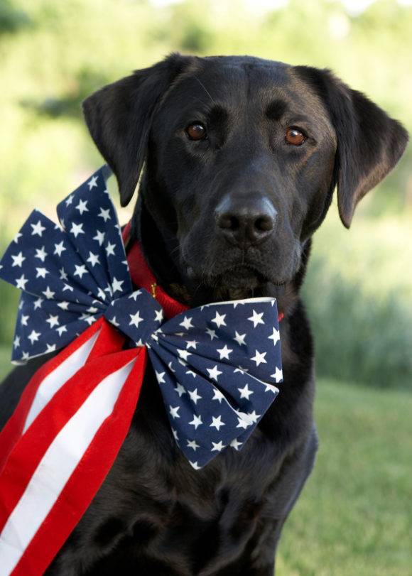 Keep Your Pets Safe This July 4th