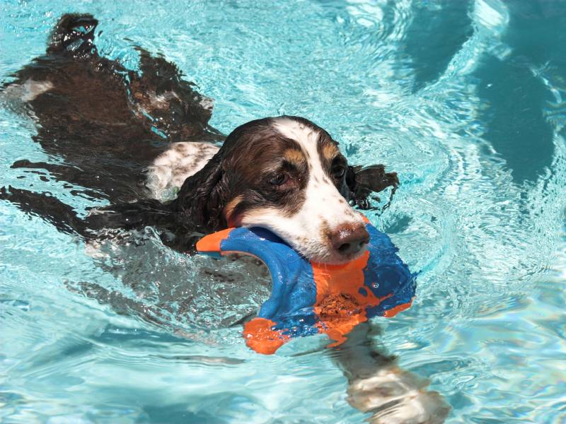 Teaching Your Dog to Swim