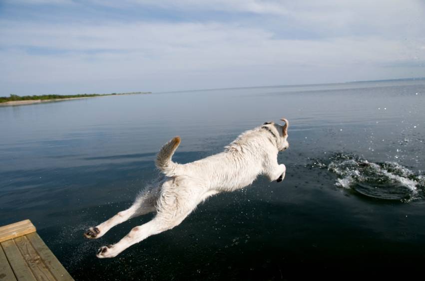 Taking Your Dog to His Favorite Swimming Hole