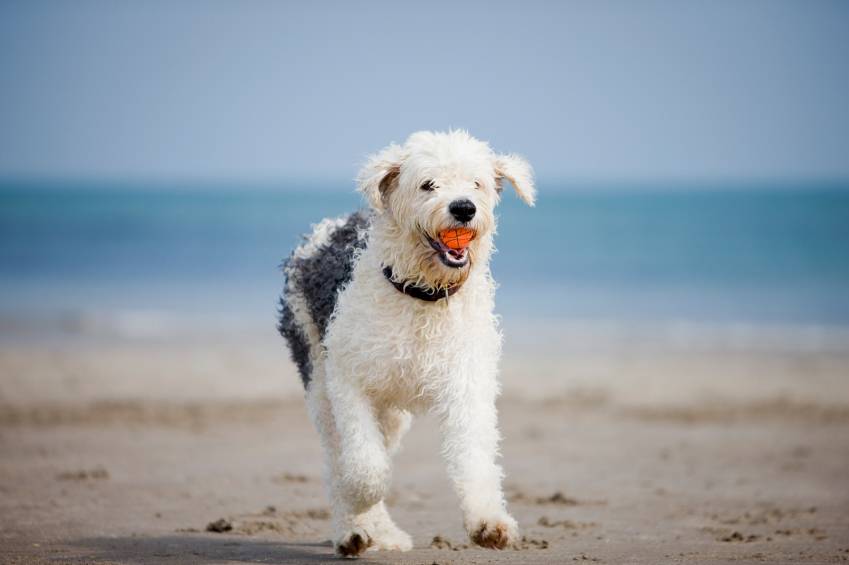 Going to The Beach With Your Dog