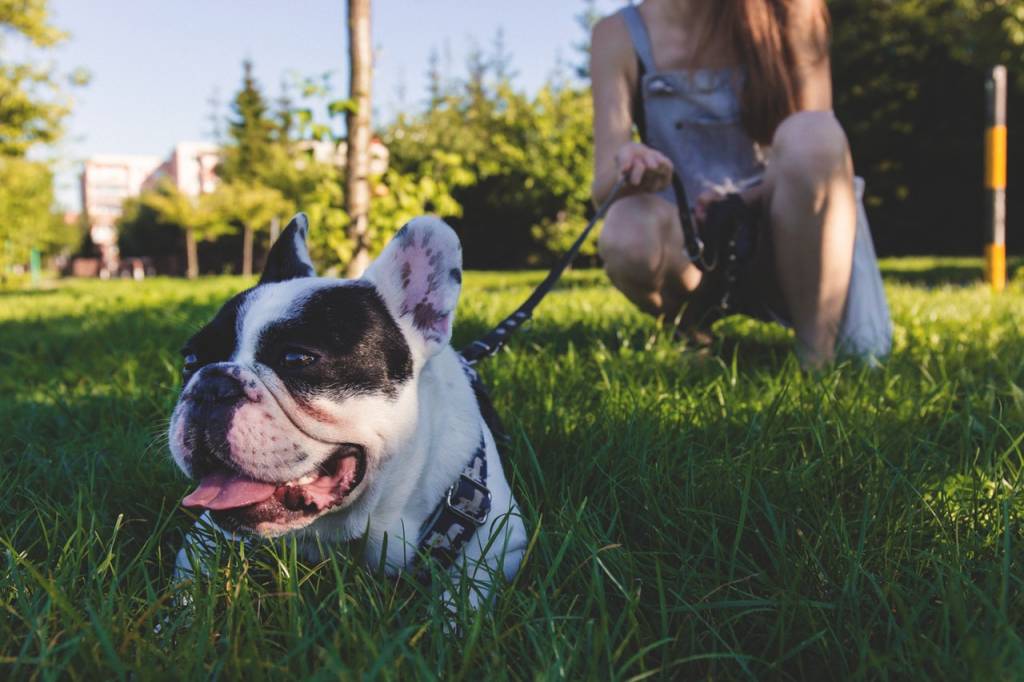 The Do's and Don'ts of Taking Your Furry Friend to Dog Parks