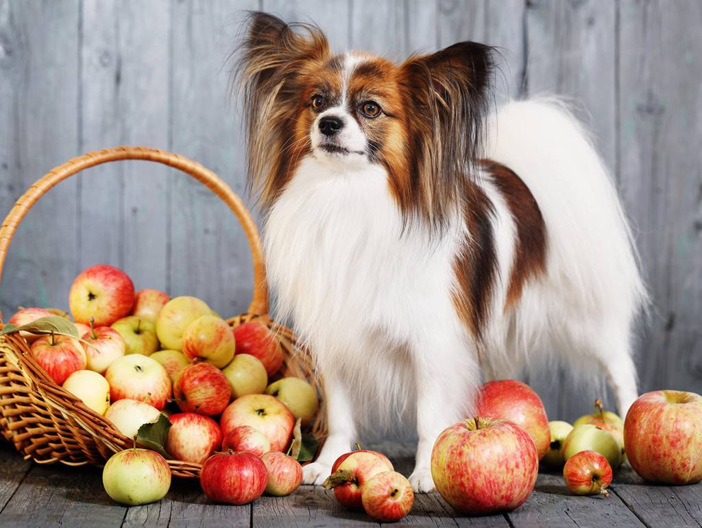 Are Apples Safe for Dogs