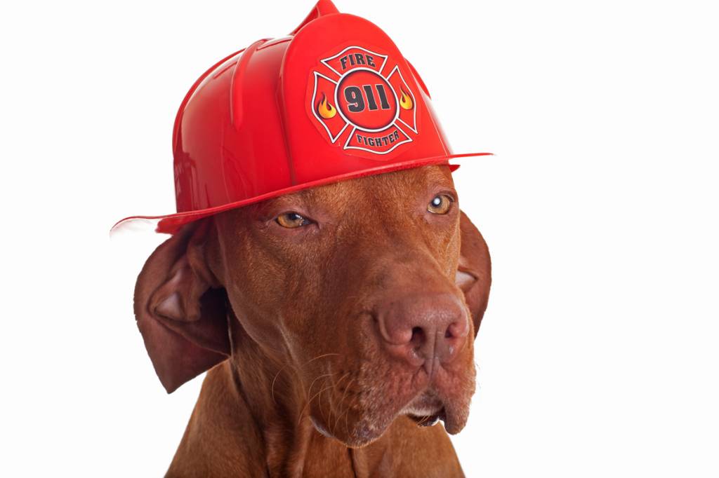 Fire Safety Tips for Pets