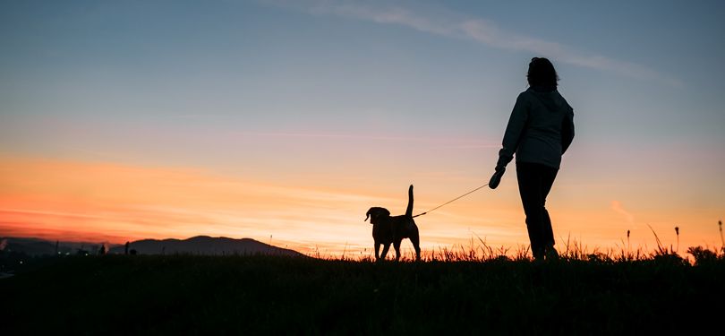 Walking Your Dog at Night