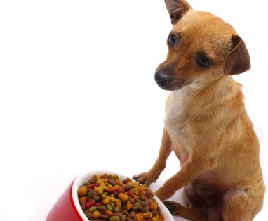 Seven Reasons Why Premium Pet Food is Better for Your Pet