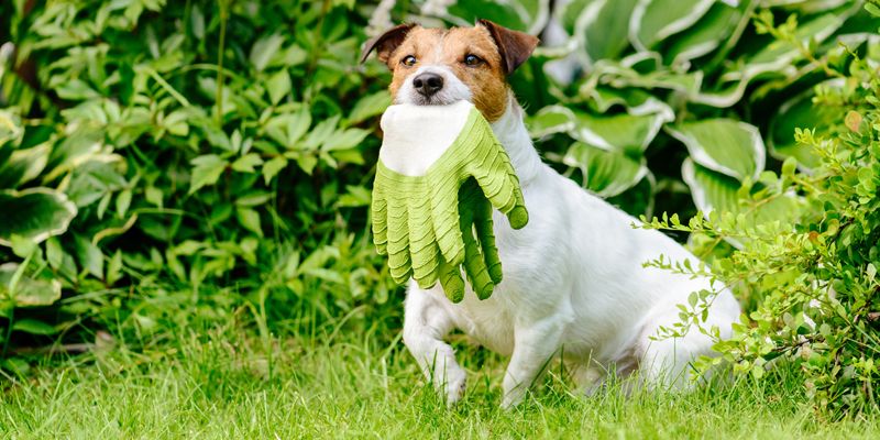 Popular Flowers & Plants That May Be Harmful to Your Pet