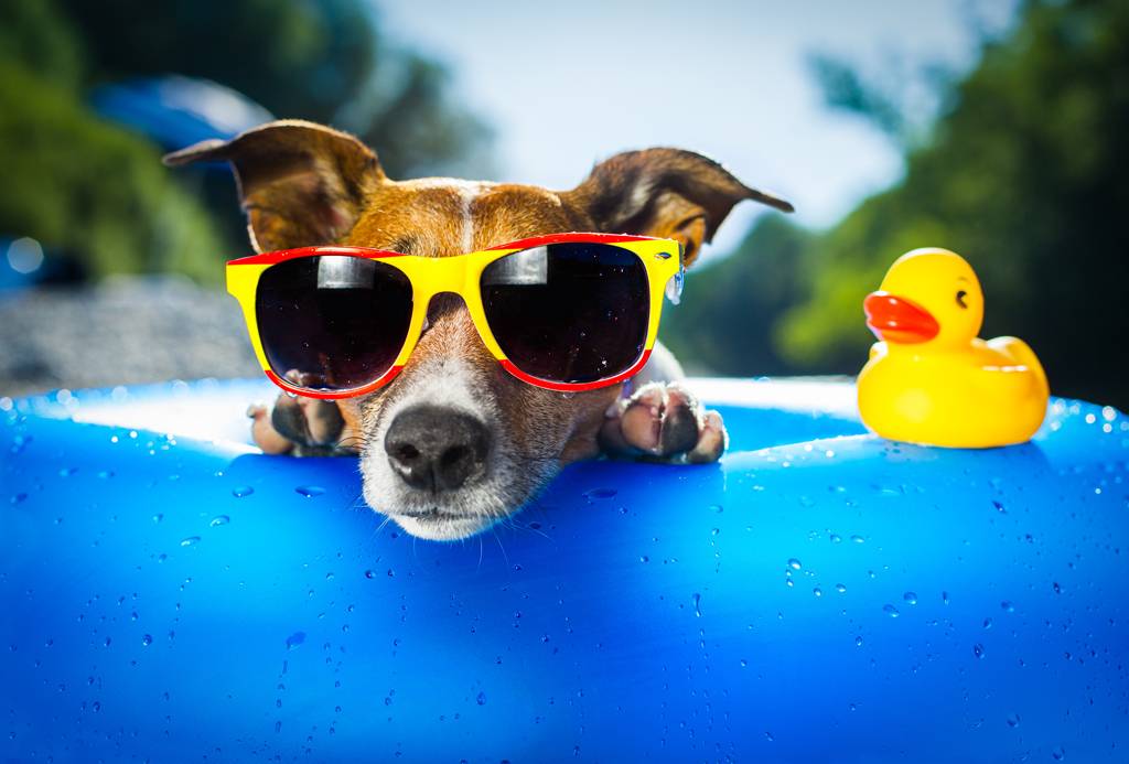 Keeping Your Dog Cool