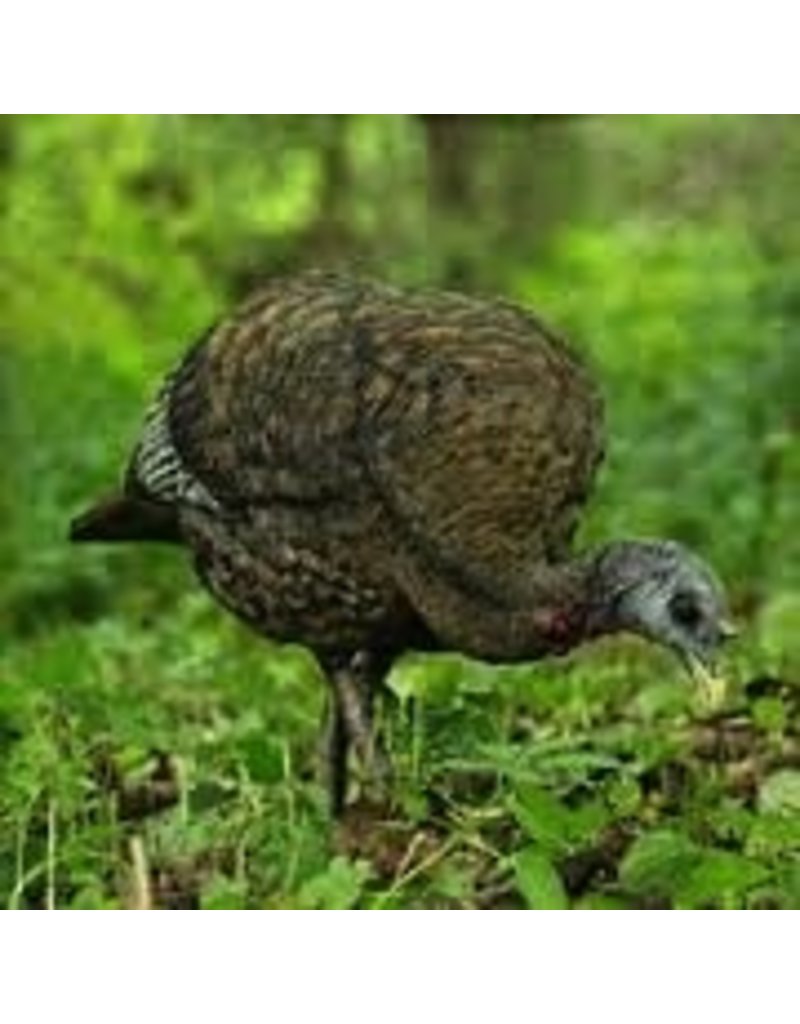 Avian X Lcd Feeder Hen Decoy Easthill Outdoors
