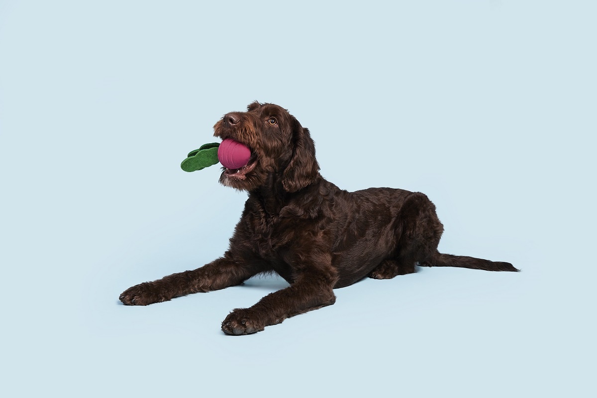 BARK Turnip Chew Toy