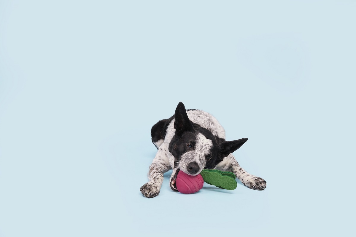 BARK Turnip Chew Toy