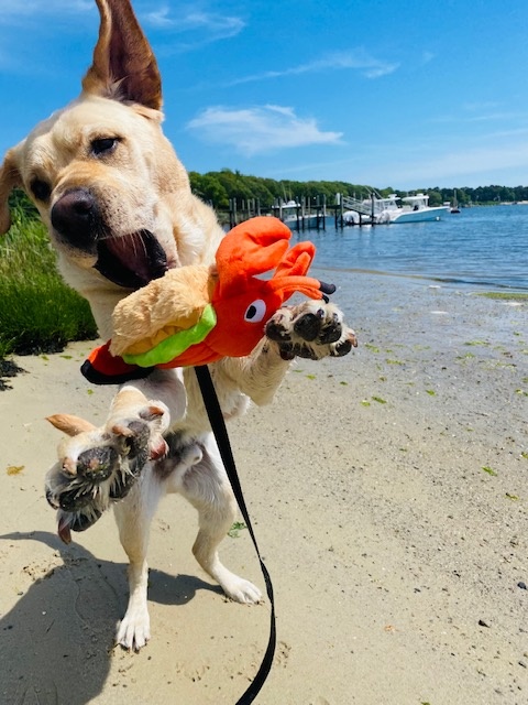 BARK Lobster Roll Dog Toy