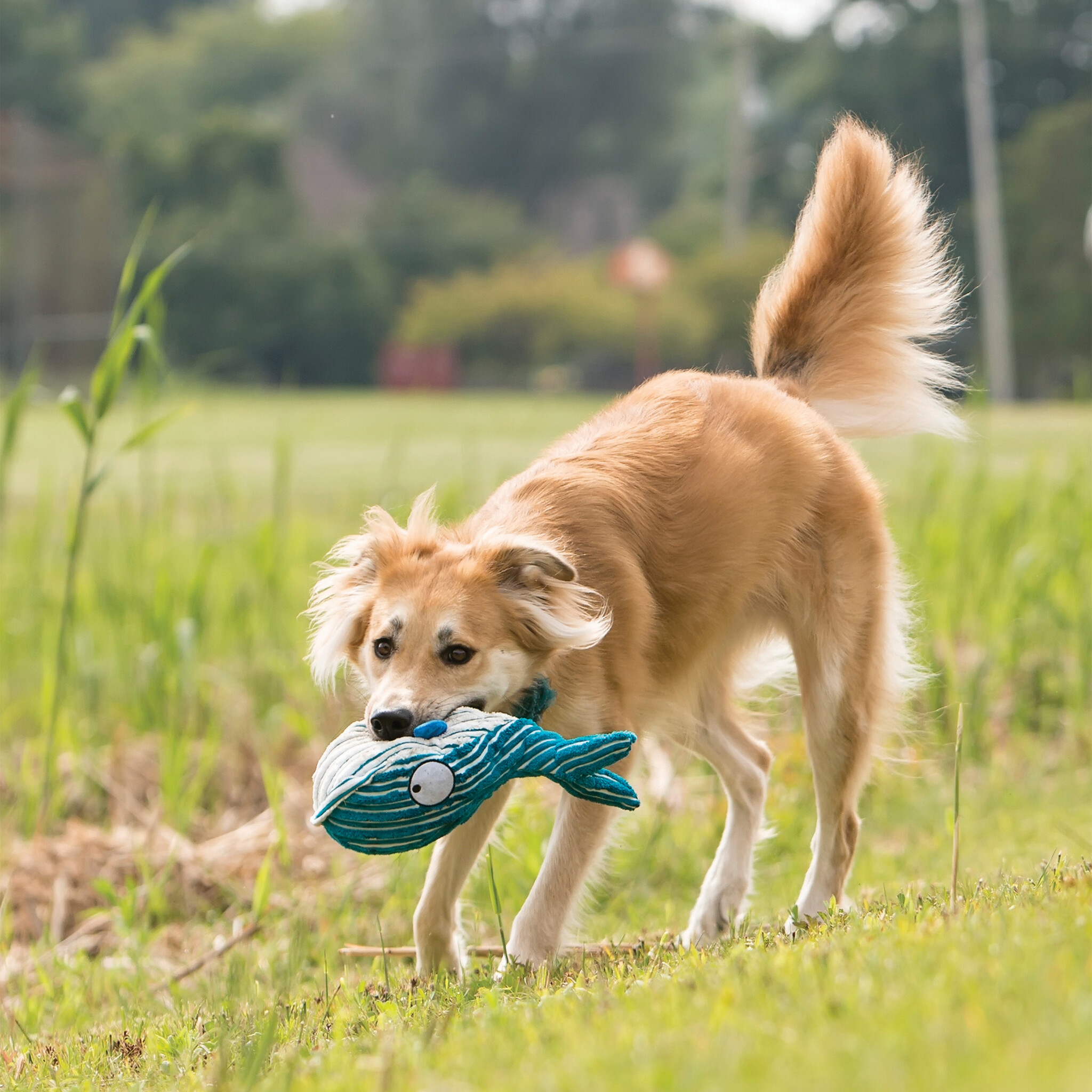 KONG KONG Whale Dog Toy
