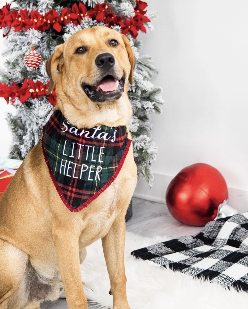 Collar Bandana-Holiday