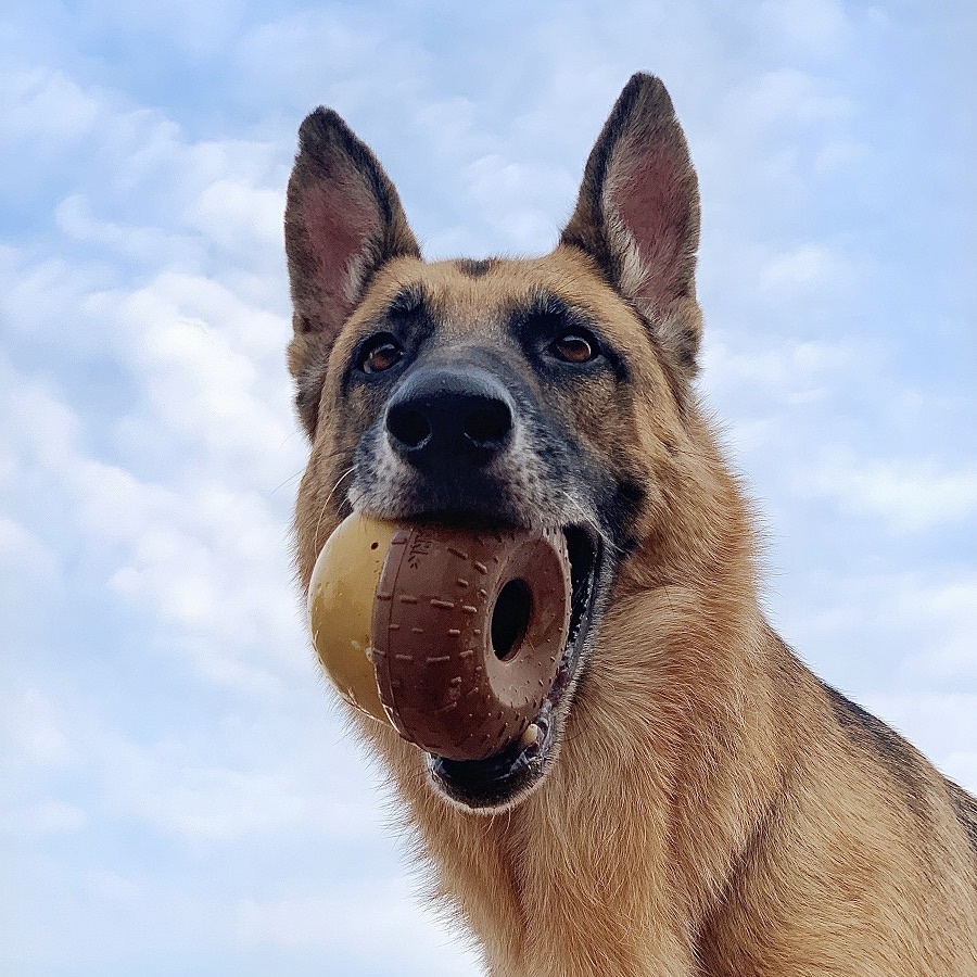 BARK Acorn Dog Toy