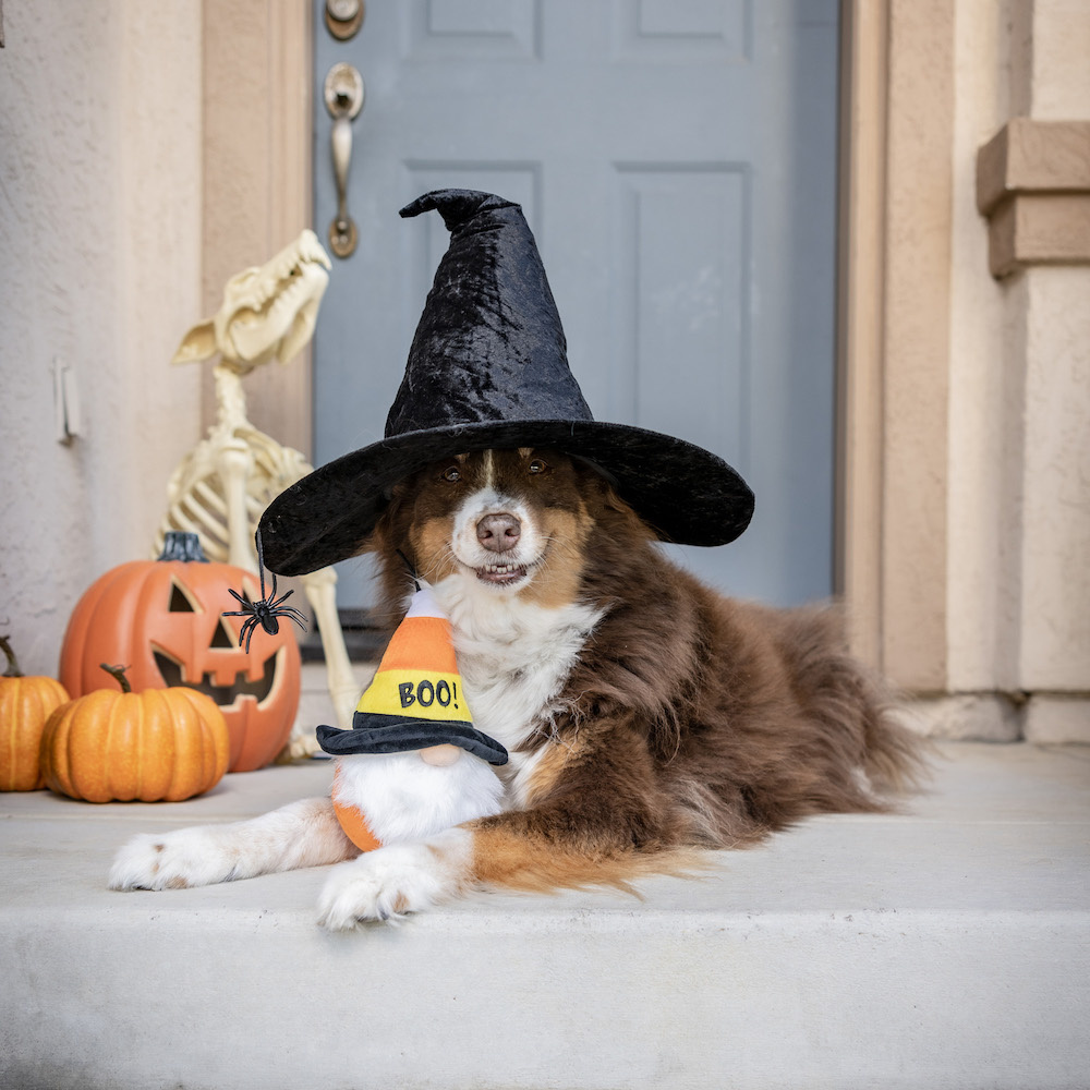 Huxley & Kent Halloween Gnome Dog Toy