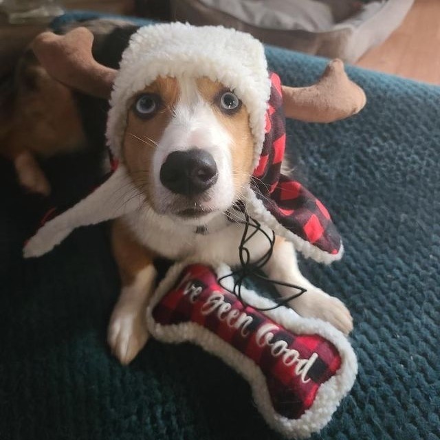 Huxley & Kent Holiday Bone Dog Toy