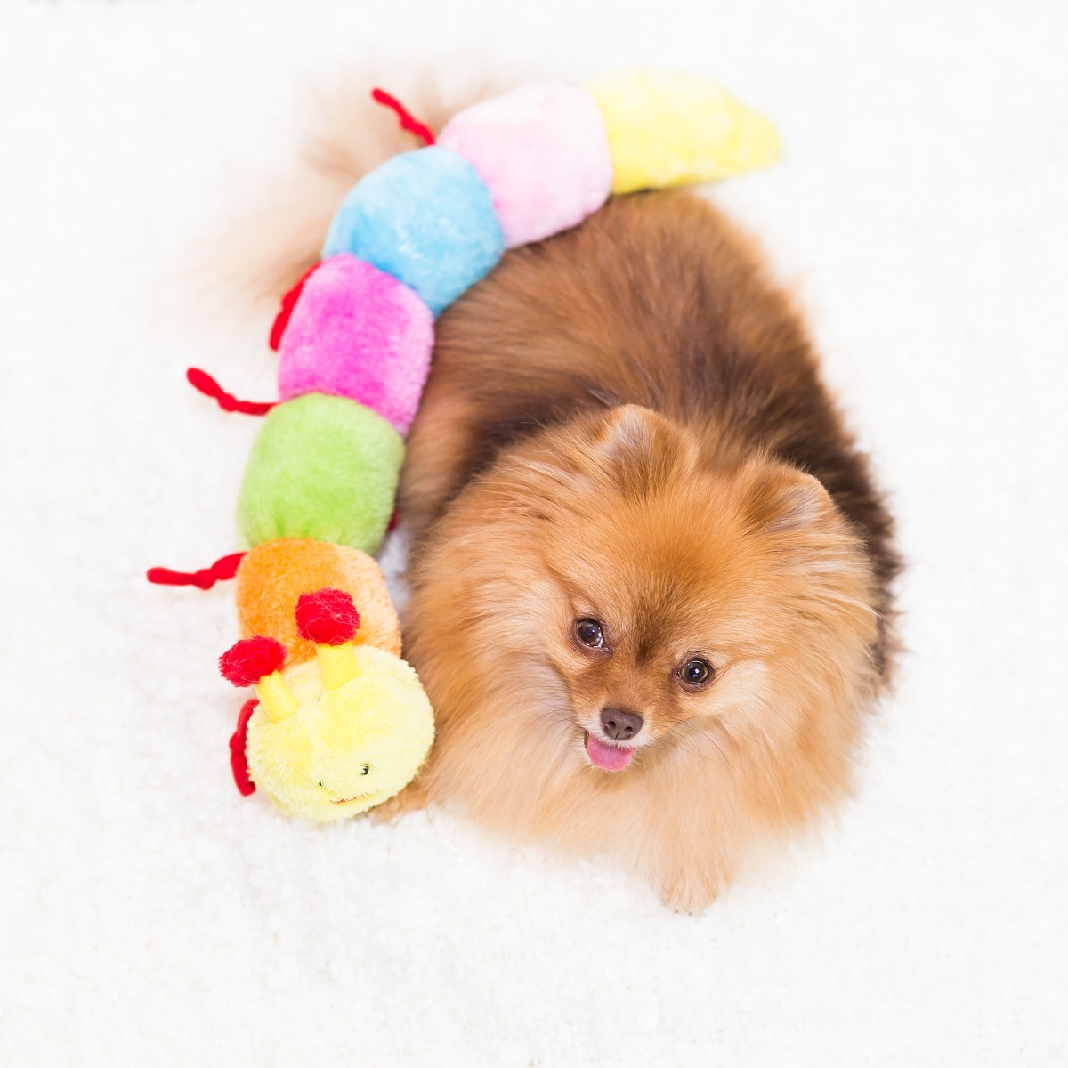 ZippyPaws Caterpillar Dog Toy
