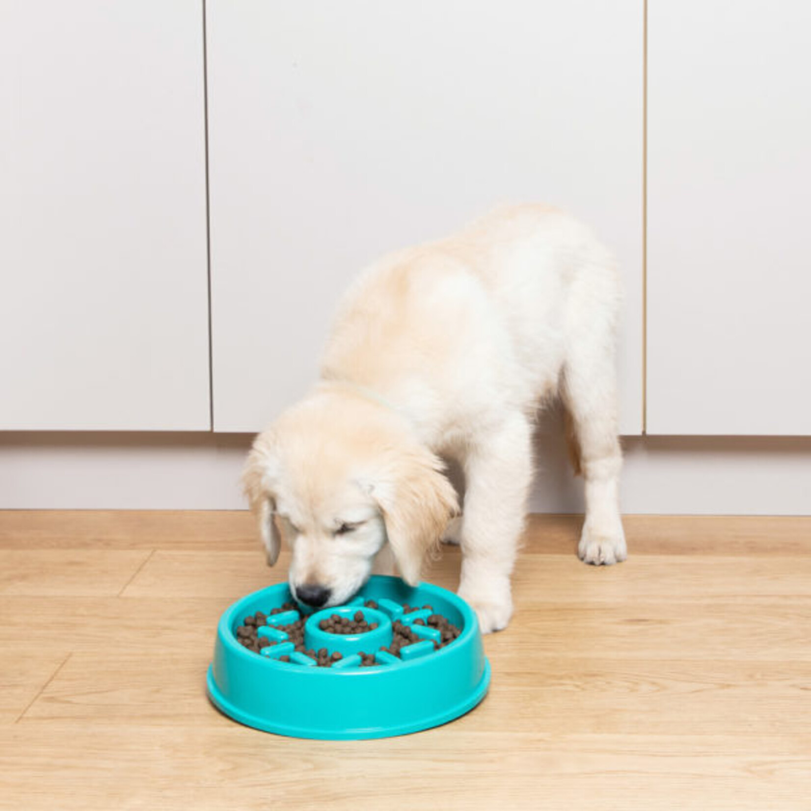 ZippyPaws Slow Feed Dog Bowl