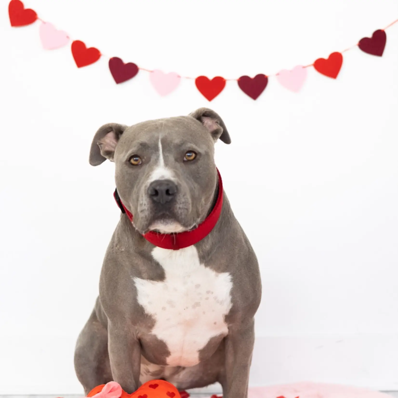 Pearhead Barks of Chocolate Dog Toy