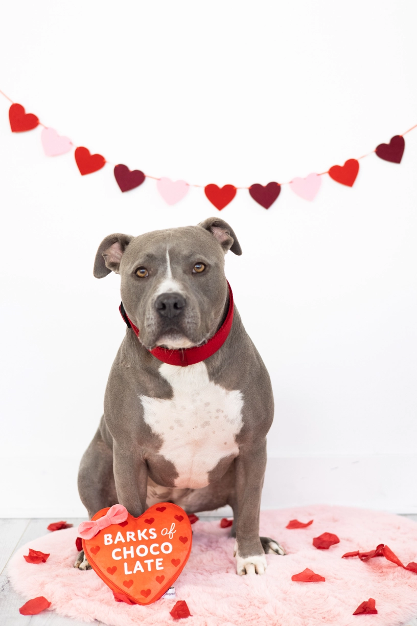 Pearhead Barks of Chocolate Dog Toy