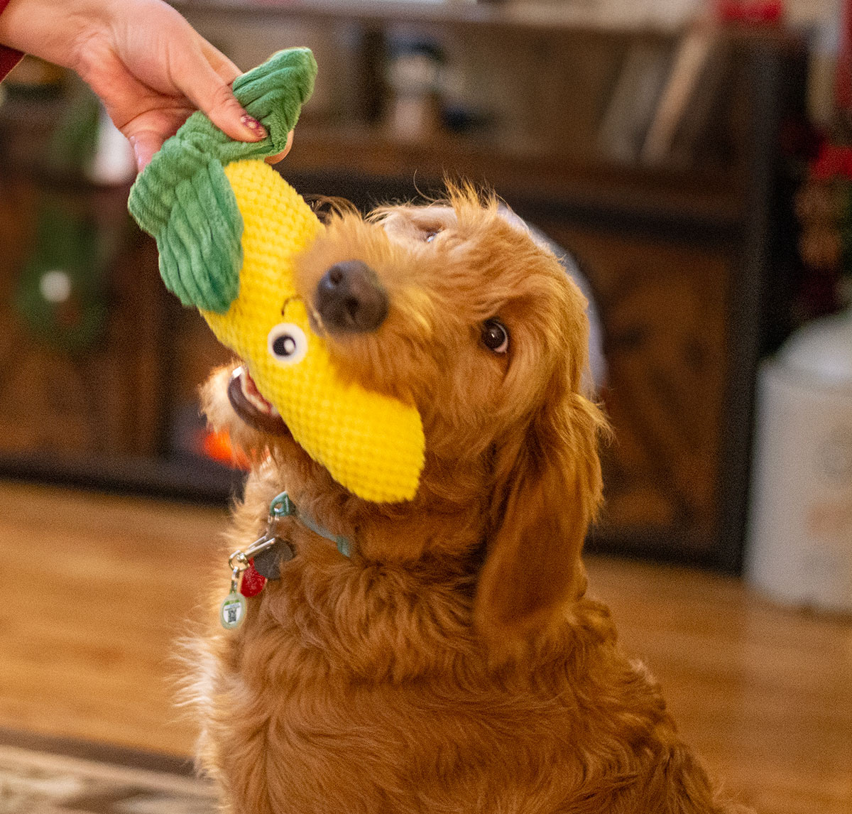 ThoozyPet Corn Dog Toy
