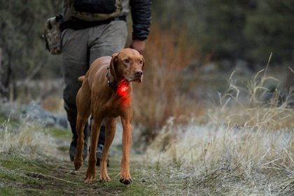 Ruffwear The Beacon