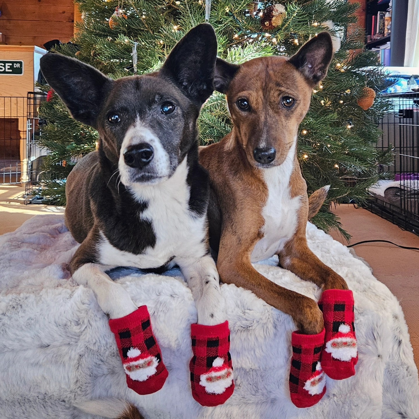 Pearhead Human and Dog Sock Set